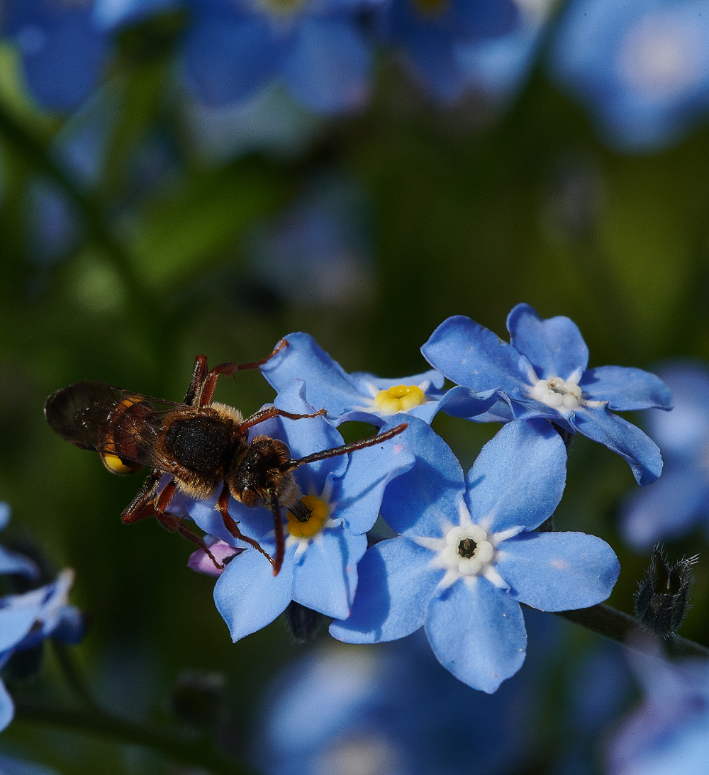 HanworthNomada110521-6