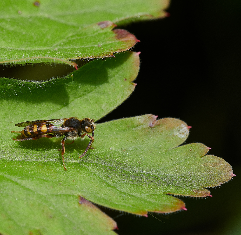 HanworthNomada130521-1