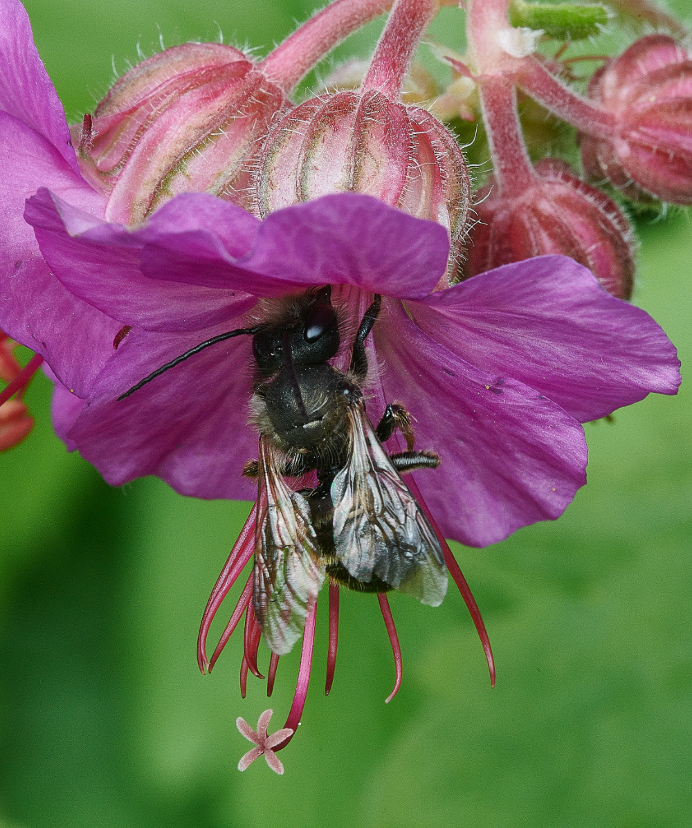 HanworthObicormis230521-2