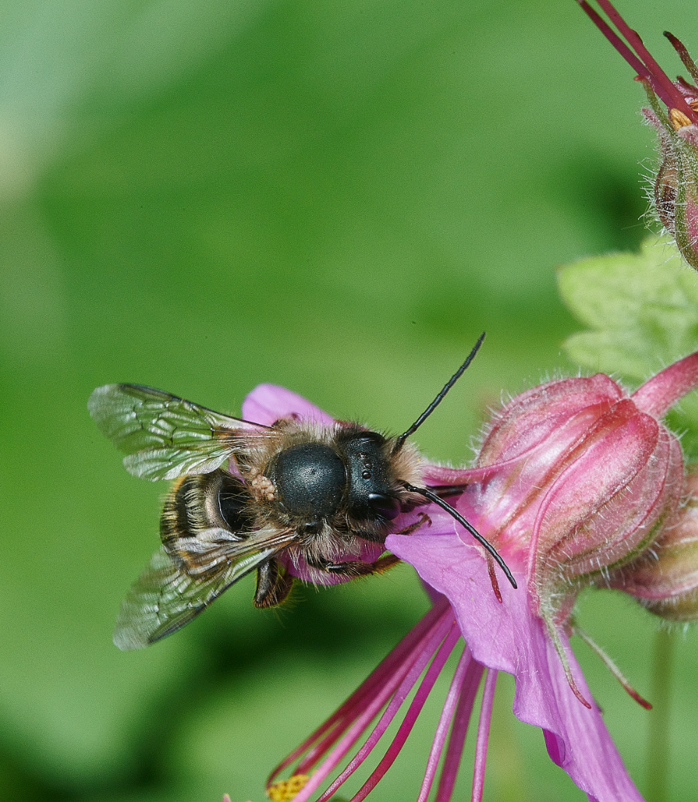 HanworthObicormis230521-4