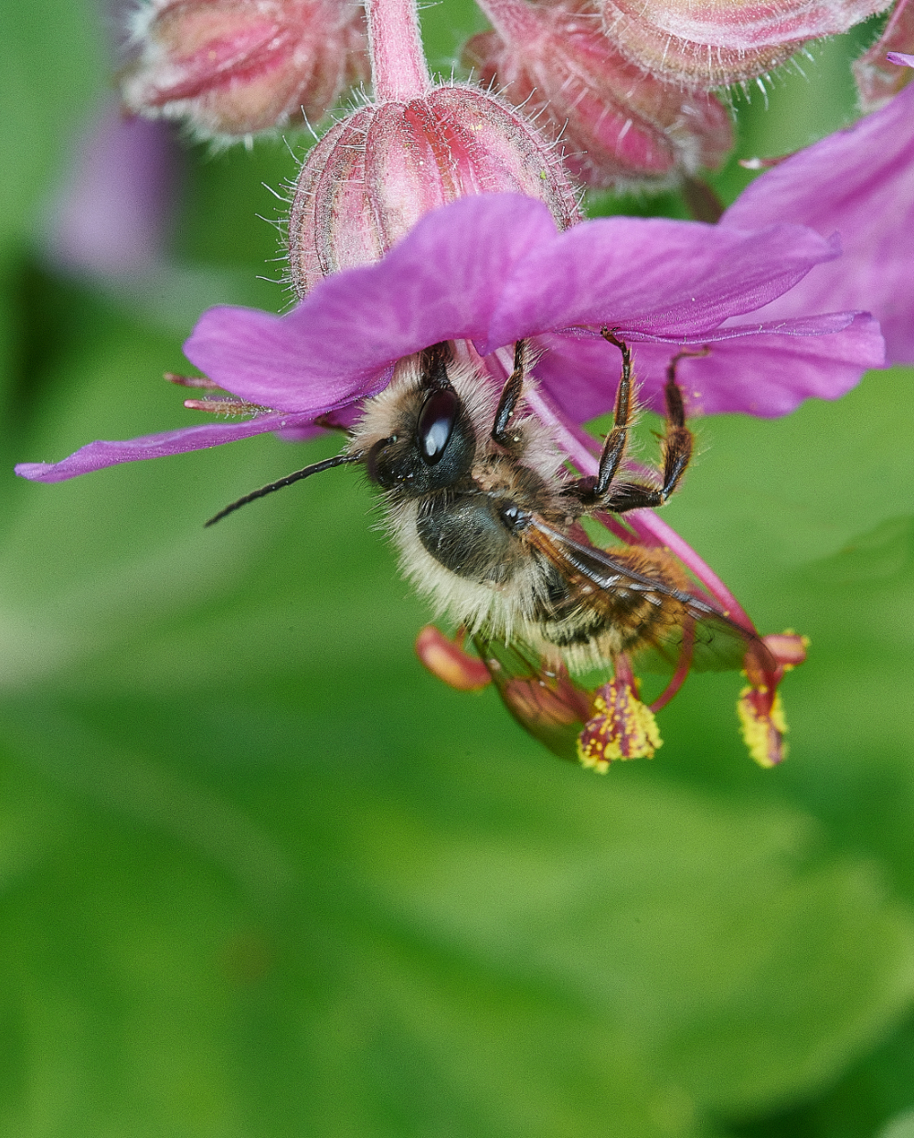 HanworthObicormis230521-5