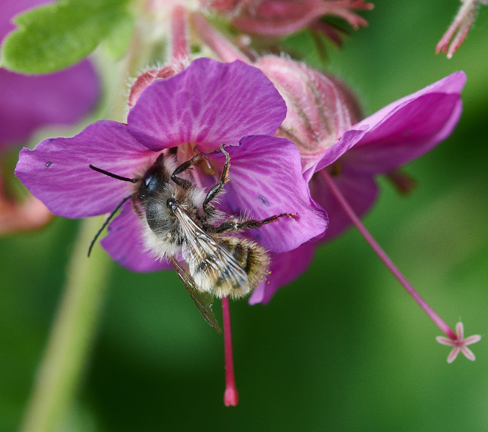 HanworthObicormis230521-6