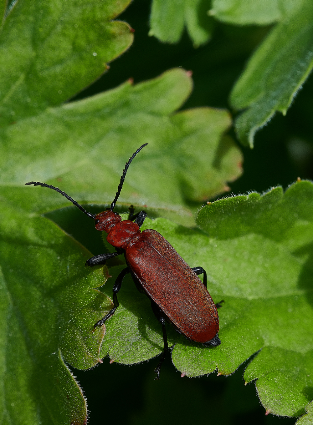 HanworthRedCardinalBeetle130521-1