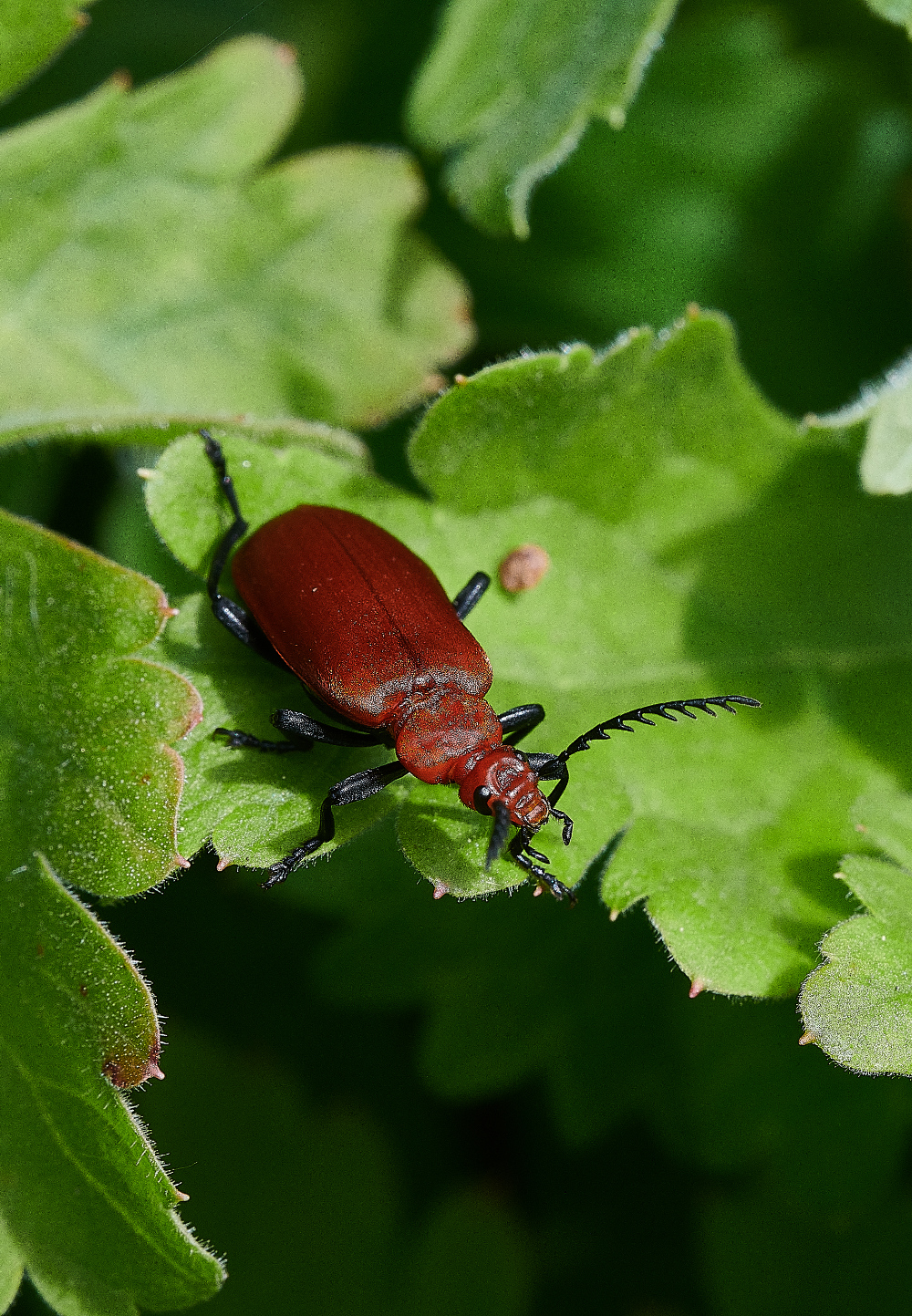 HanworthRedCardinalBeetle130521-2