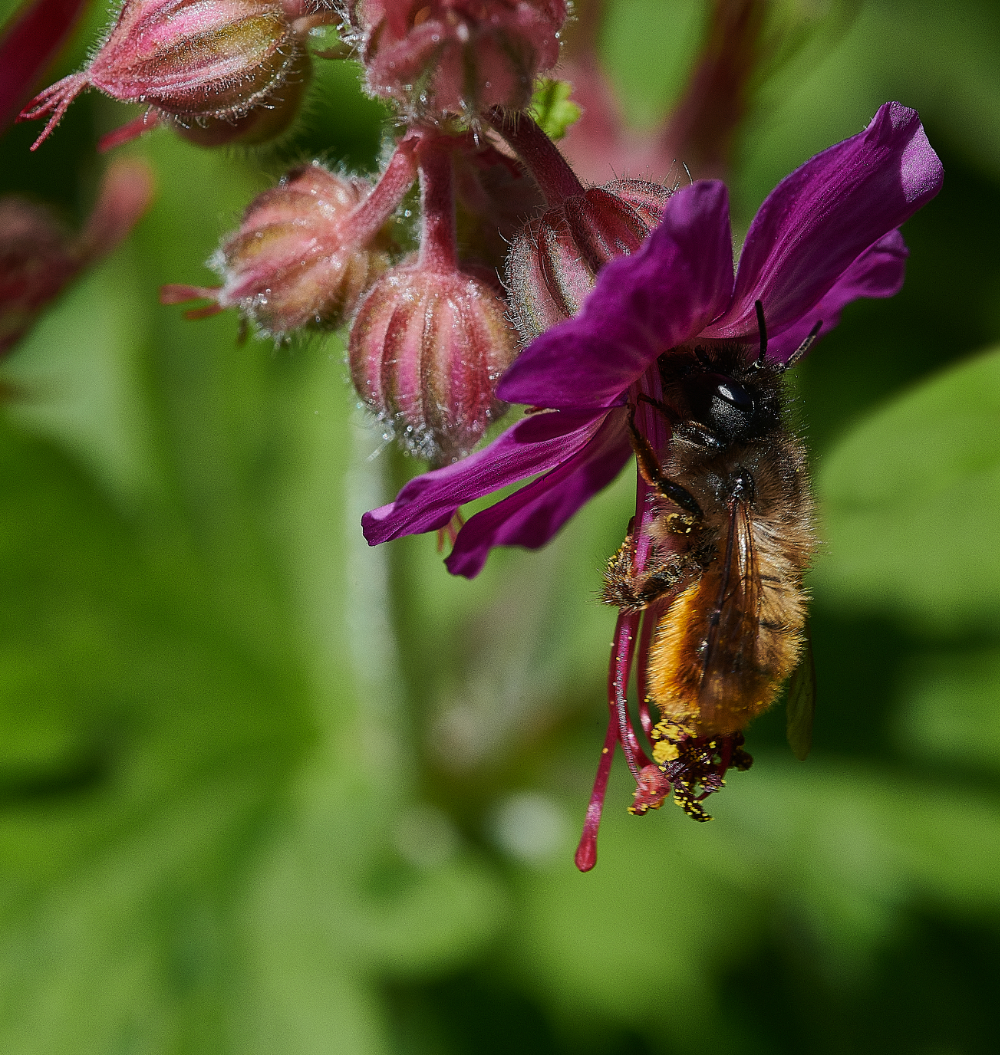 HanworthRedMasonBee310521-1