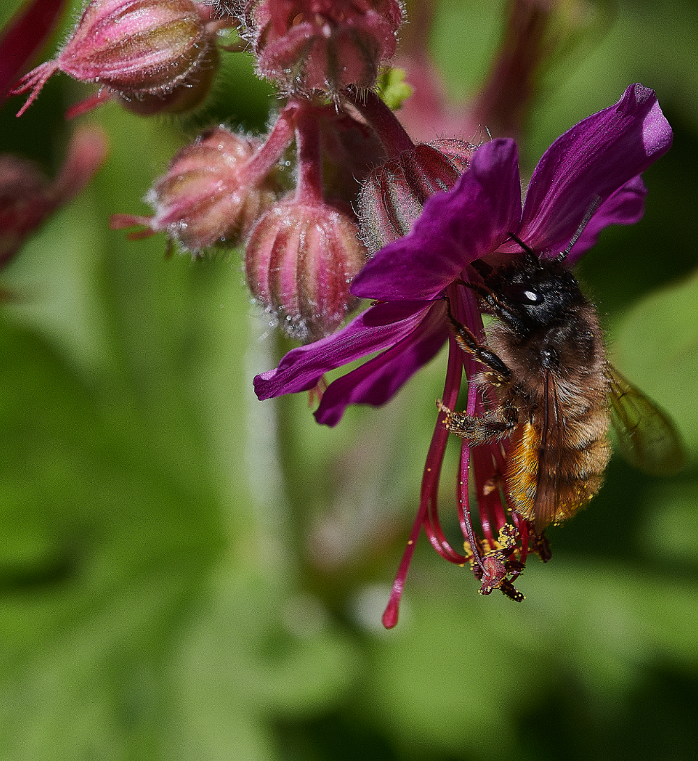 HanworthRedMasonBee310521-2