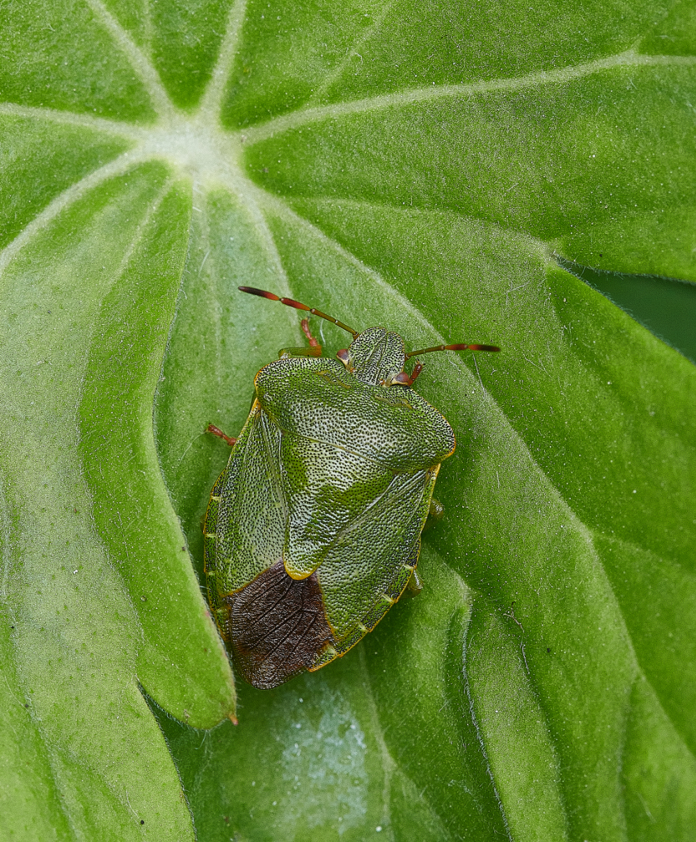 HanworthShieldBug230521-1