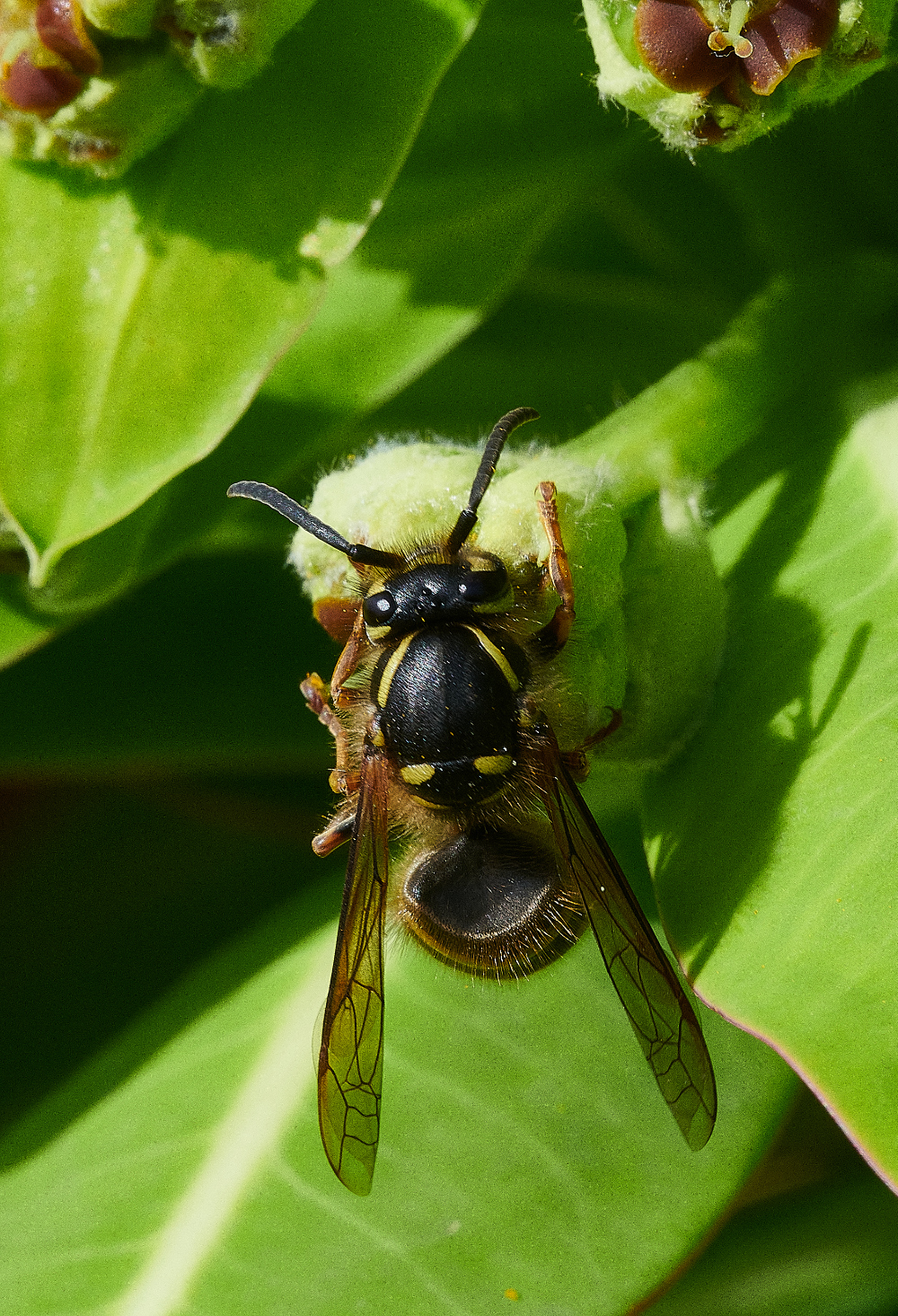 Hanworthwasp110521-2