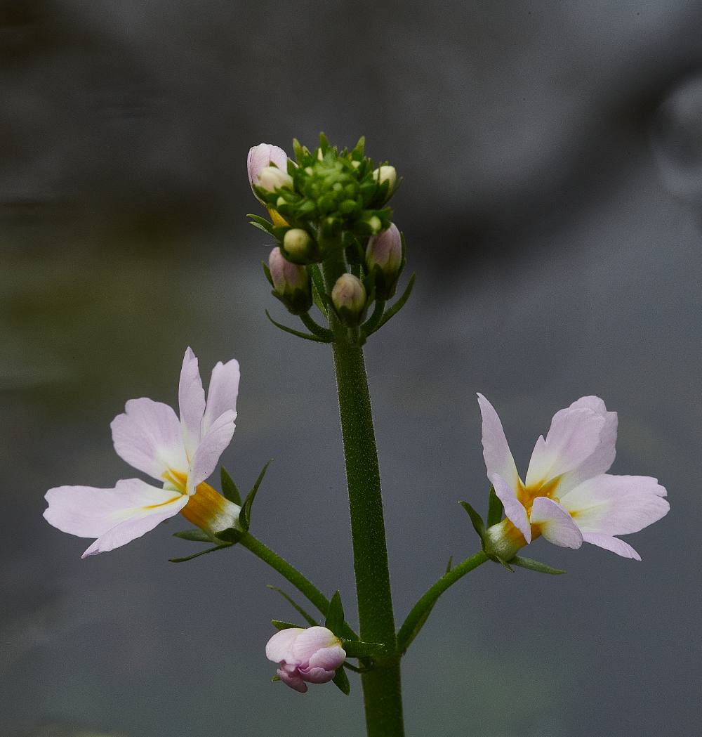 HanworthWaterViolet190521-1