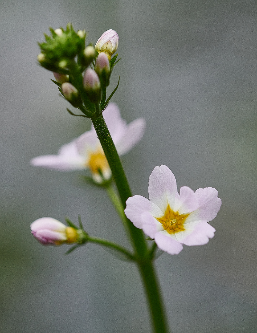 HanworthWaterViolet190521-2