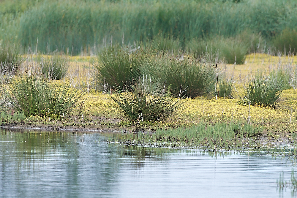 Hickling250621-1