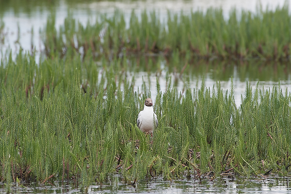 HicklingBHG250621-1