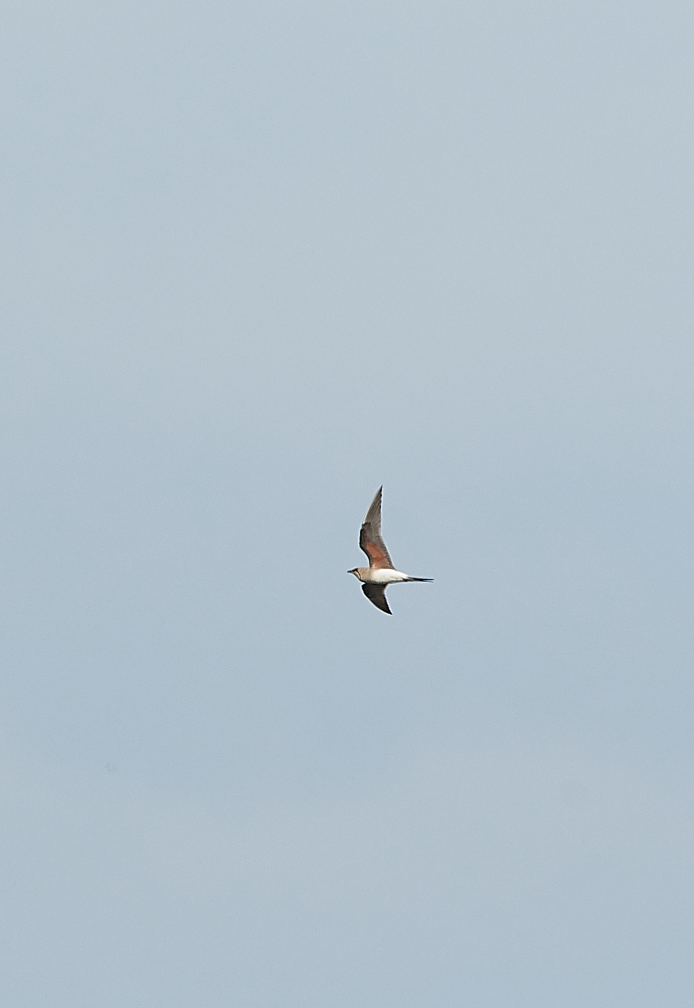 HicklingCollaredPratincole250621-1