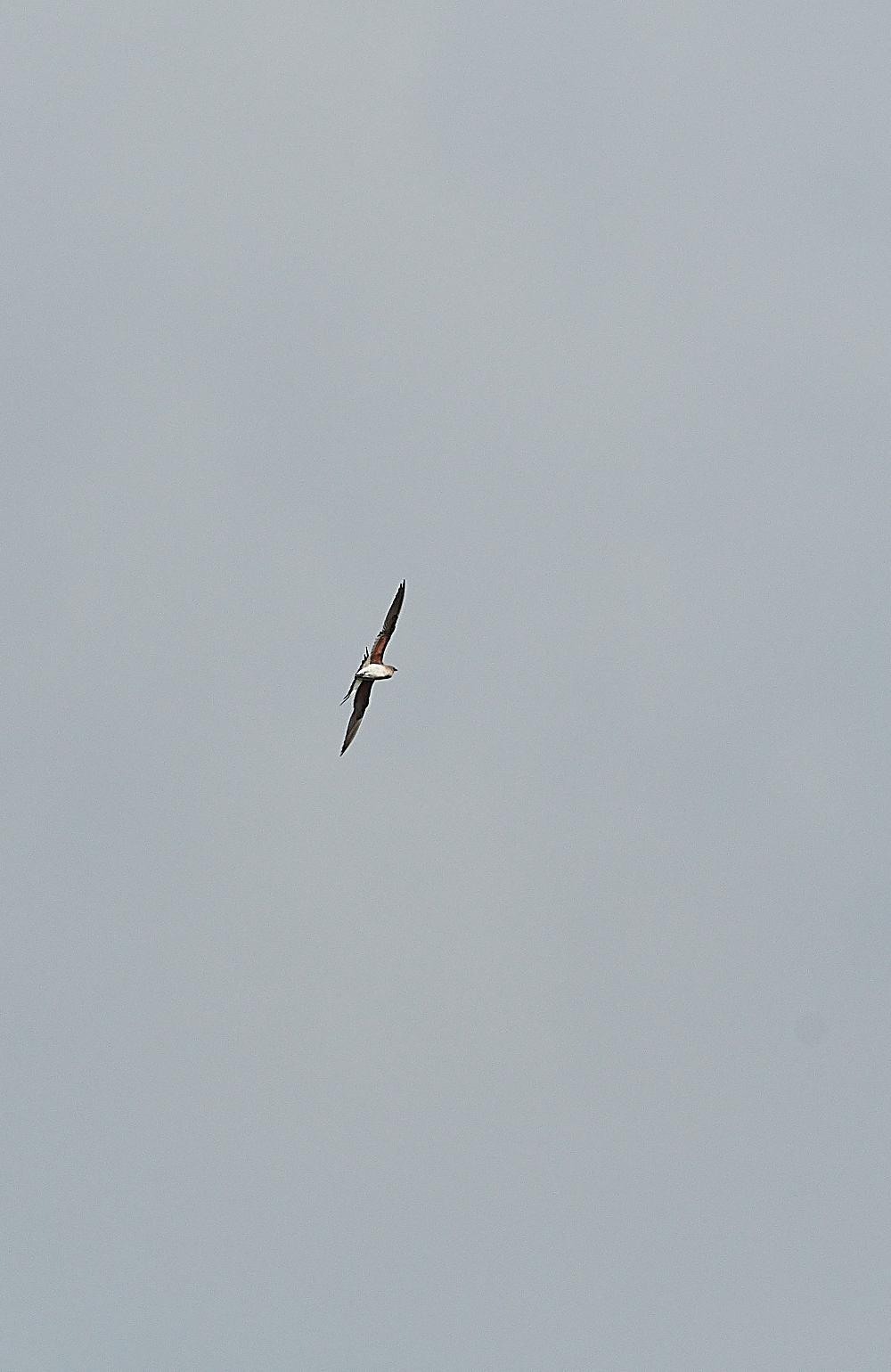 HicklingCollaredPratincole250621-10