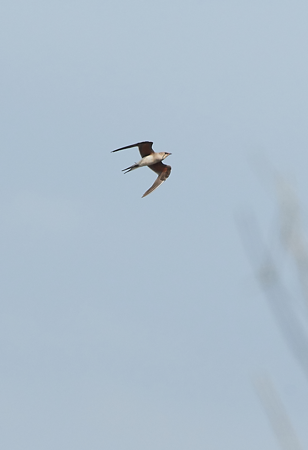 HicklingCollaredPratincole250621-2