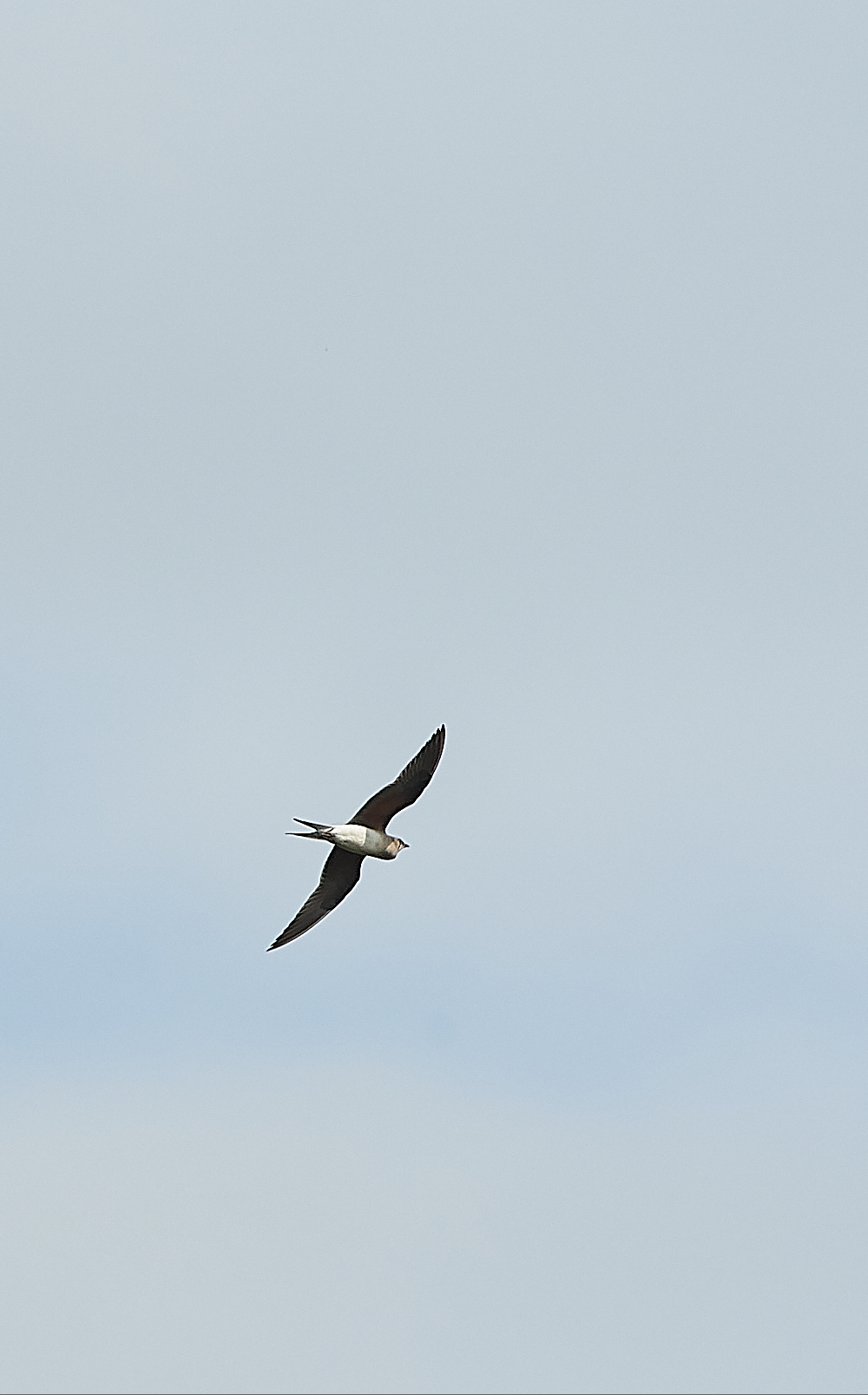 HicklingCollaredPratincole250621-3