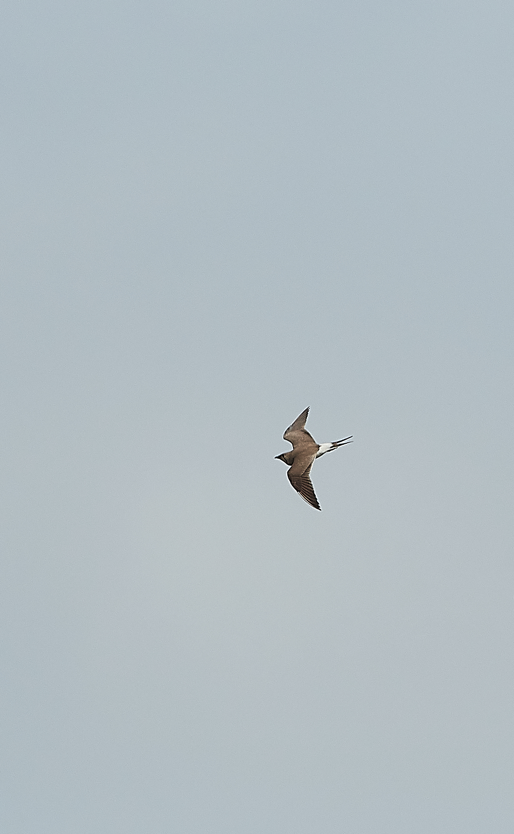 HicklingCollaredPratincole250621-4