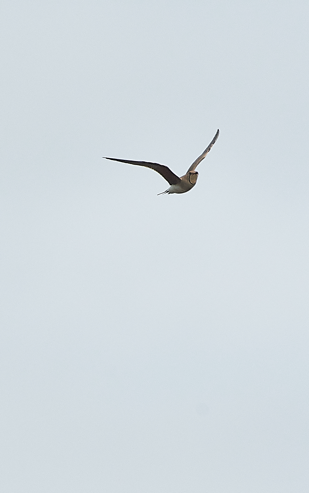 HicklingCollaredPratincole250621-5