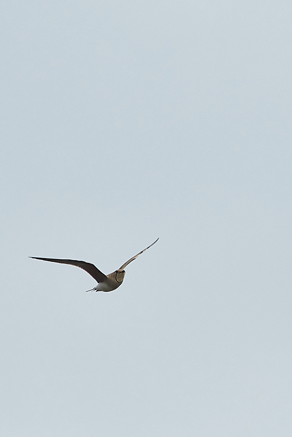 HicklingCollaredPratincole250621-6