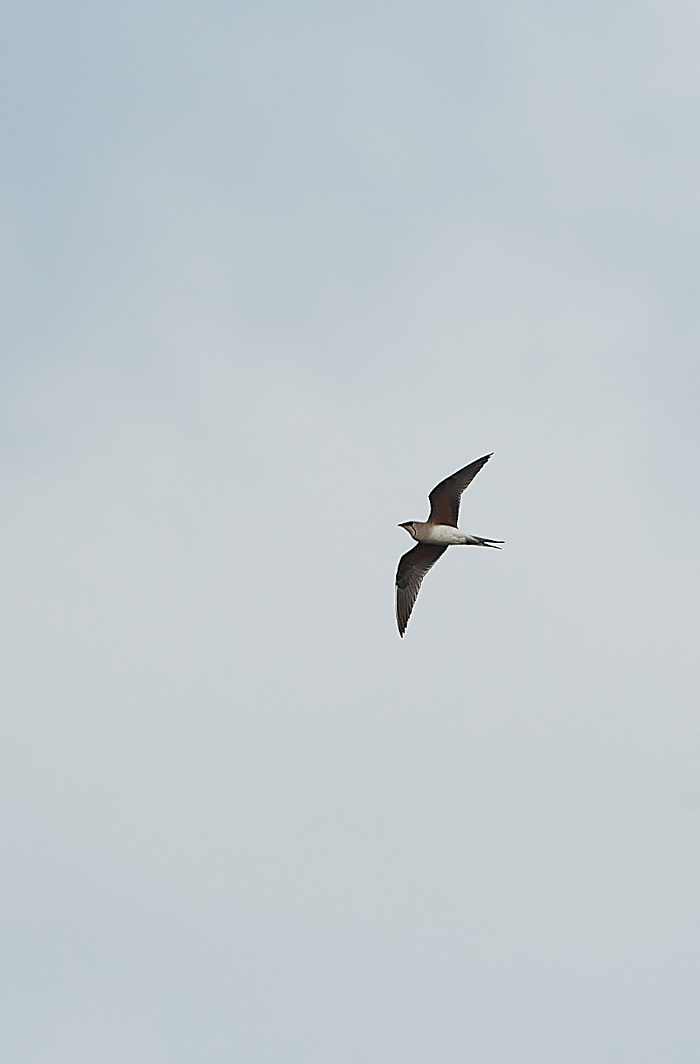 HicklingCollaredPratincole250621-7