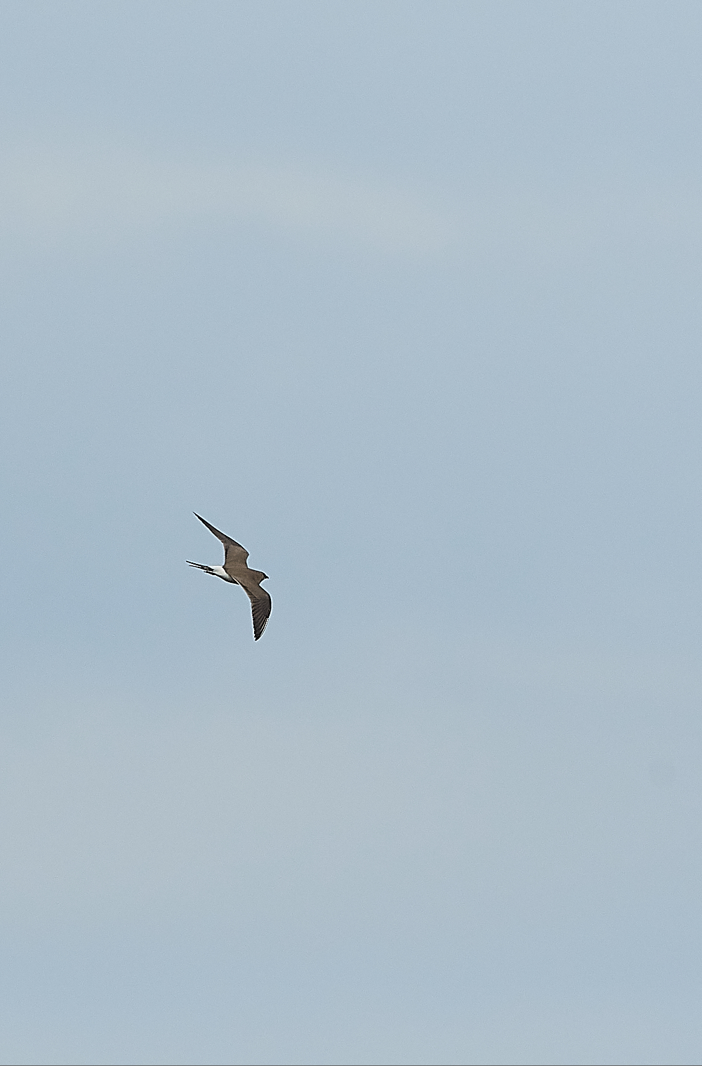 HicklingCollaredPratincole250621-8