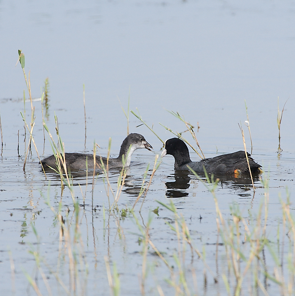 HicklingCoot250621-1