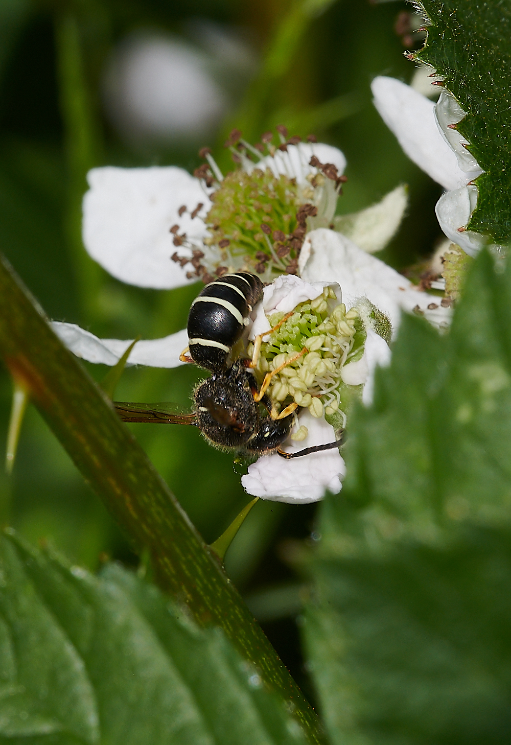 HicklingFenMasonWasp150621-1