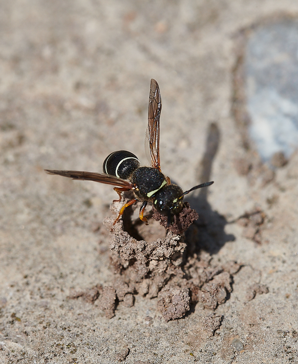 HicklingFenMasonWasp150621-10