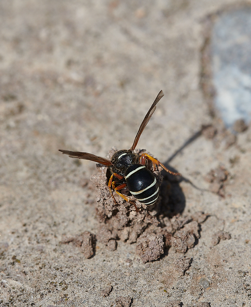 HicklingFenMasonWasp150621-11