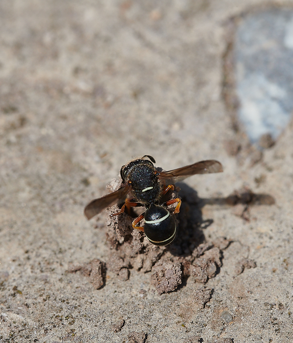 HicklingFenMasonWasp150621-12