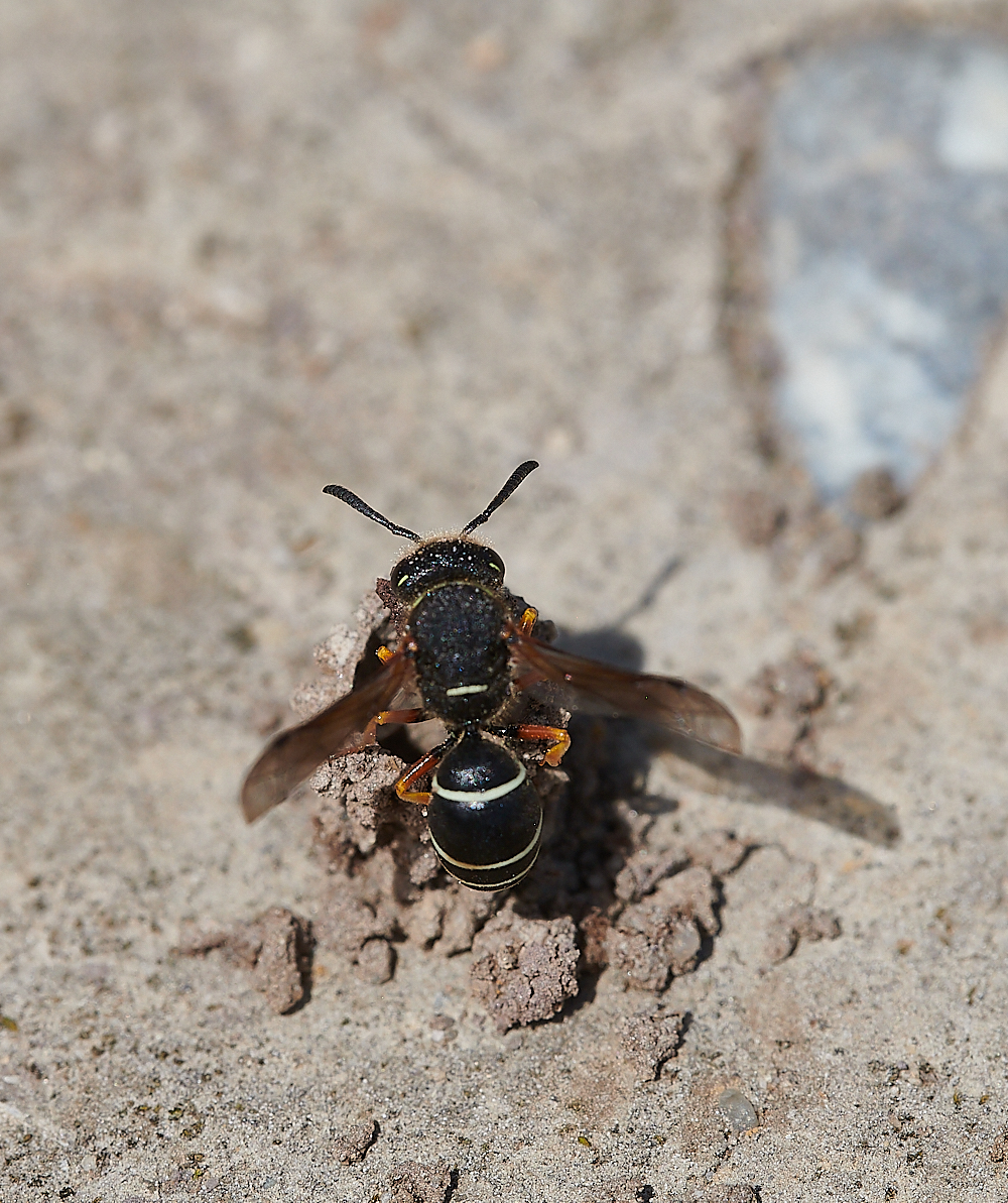 HicklingFenMasonWasp150621-13