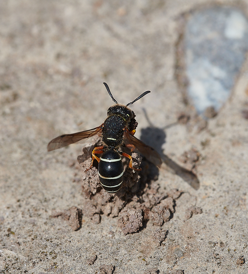 HicklingFenMasonWasp150621-14