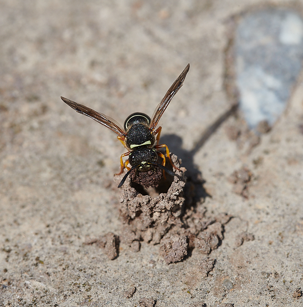 HicklingFenMasonWasp150621-15