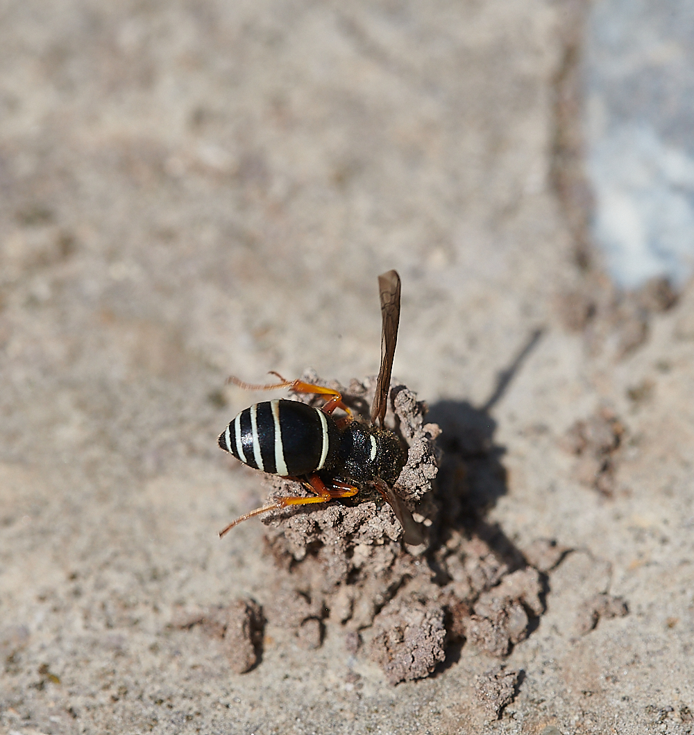 HicklingFenMasonWasp150621-16