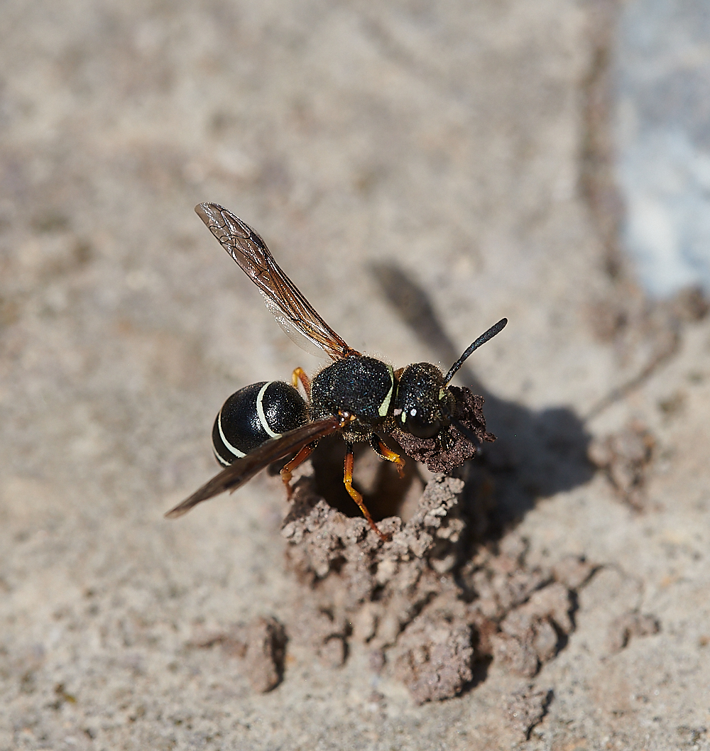 HicklingFenMasonWasp150621-17