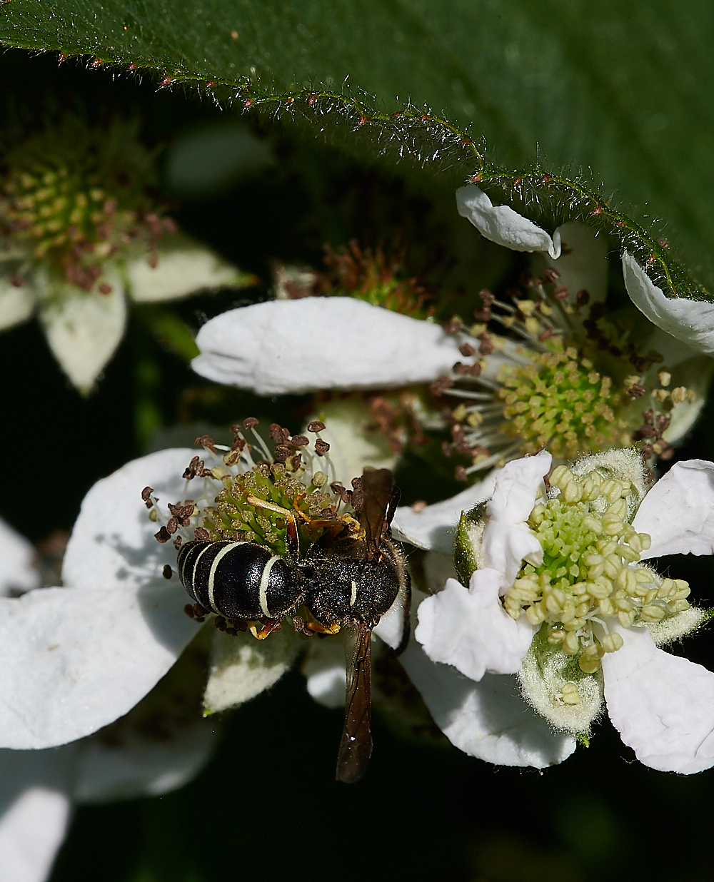 HicklingFenMasonWasp150621-18