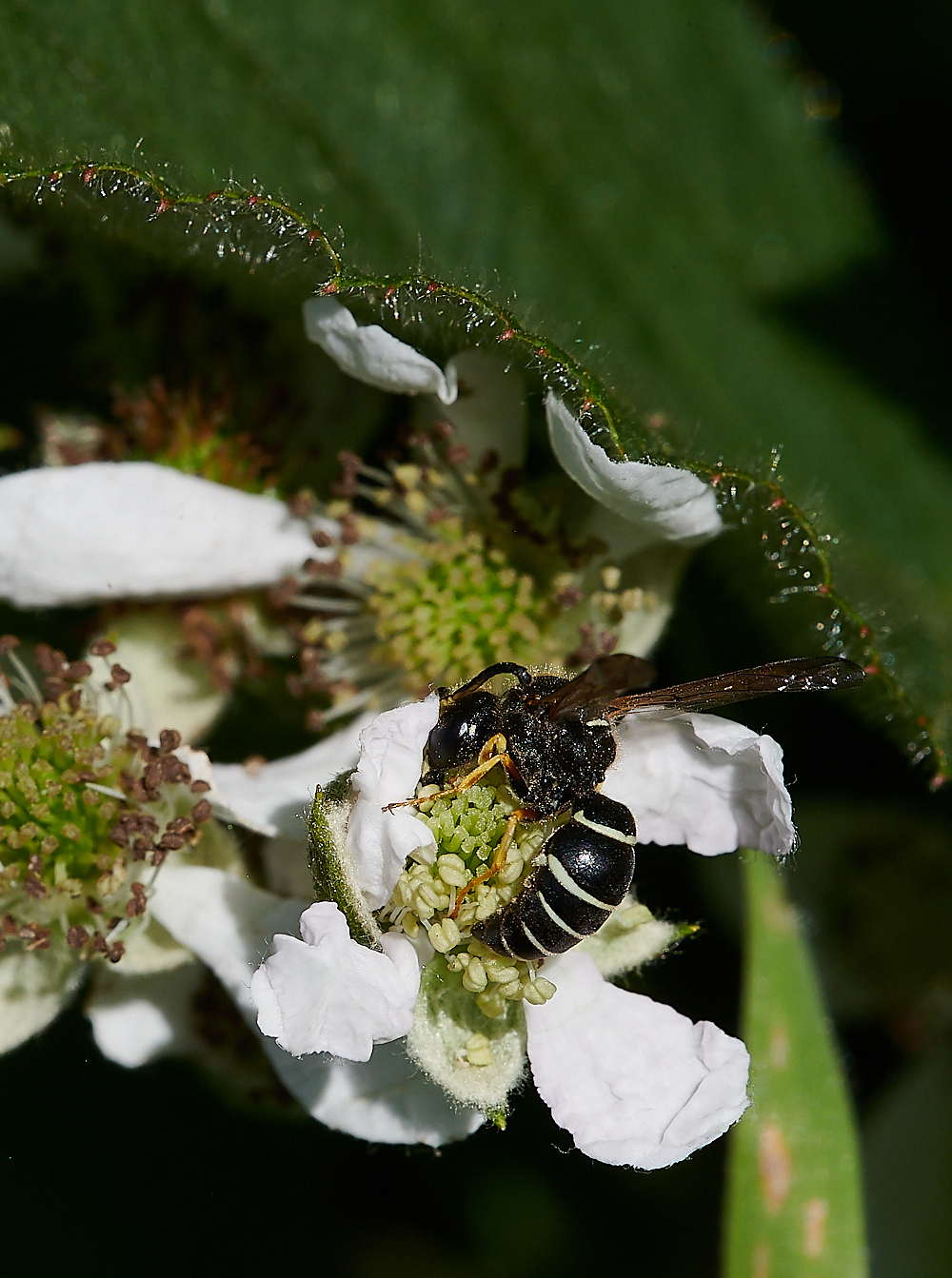 HicklingFenMasonWasp150621-19