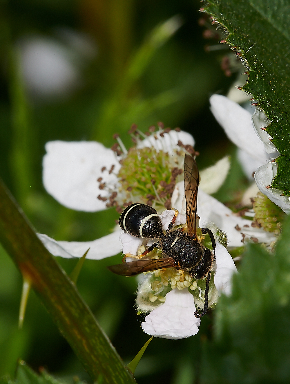 HicklingFenMasonWasp150621-2