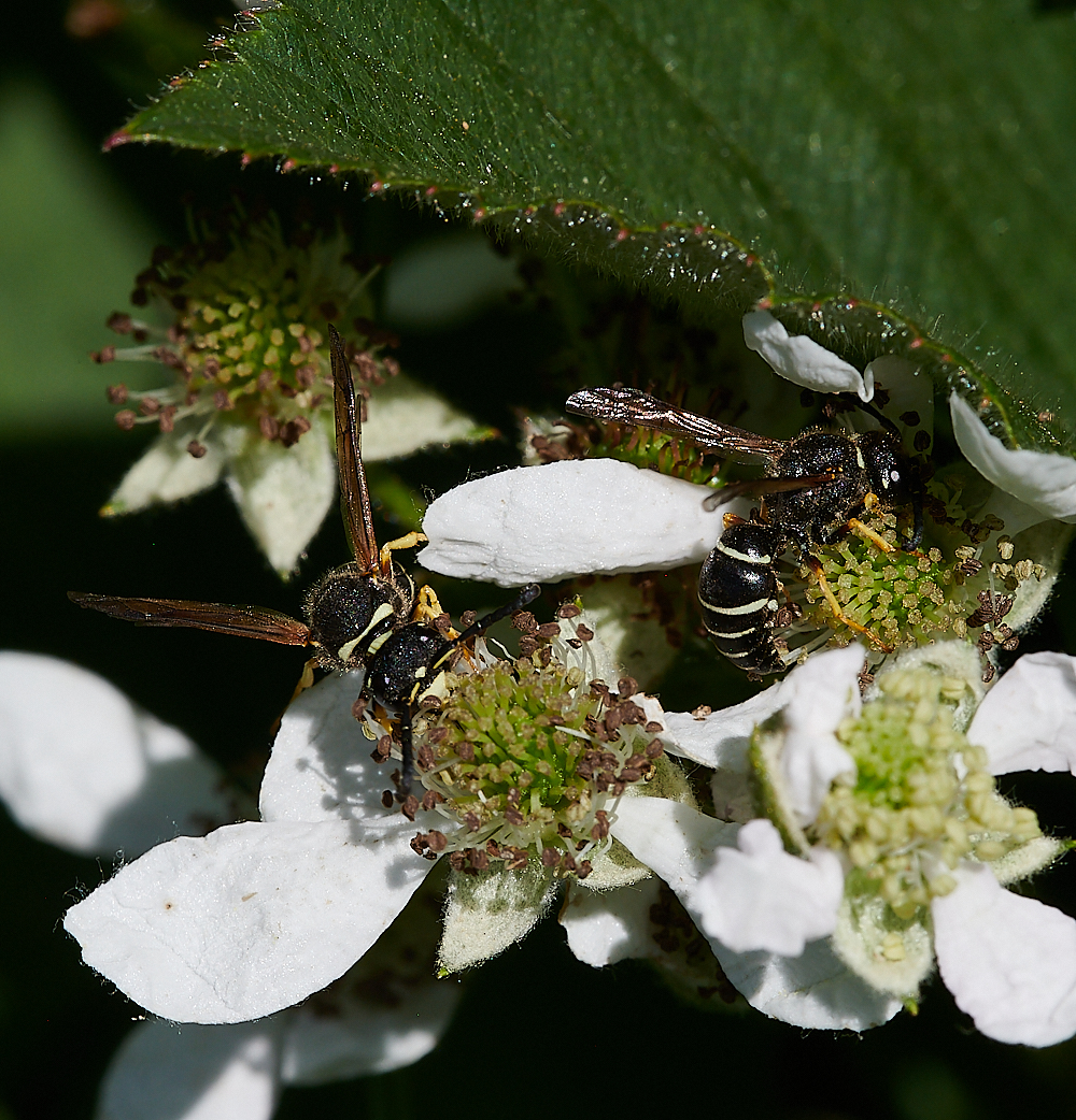 HicklingFenMasonWasp150621-20