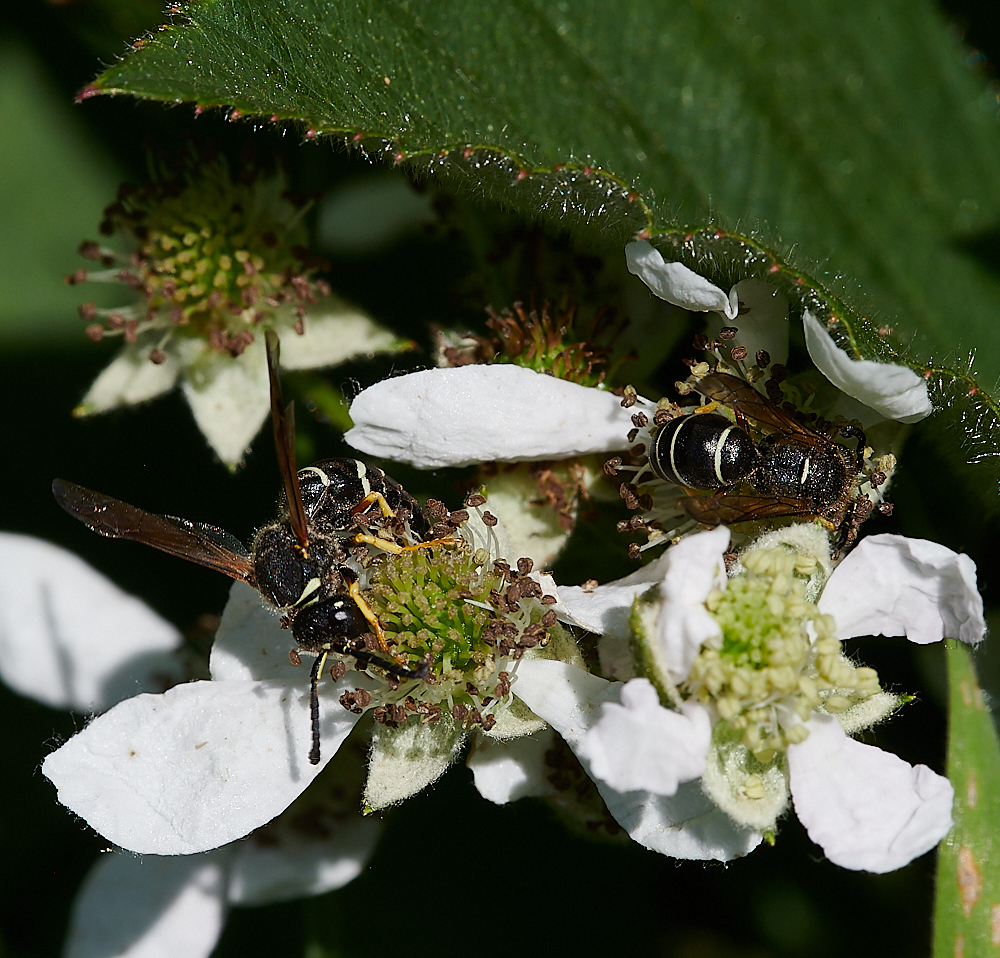 HicklingFenMasonWasp150621-21