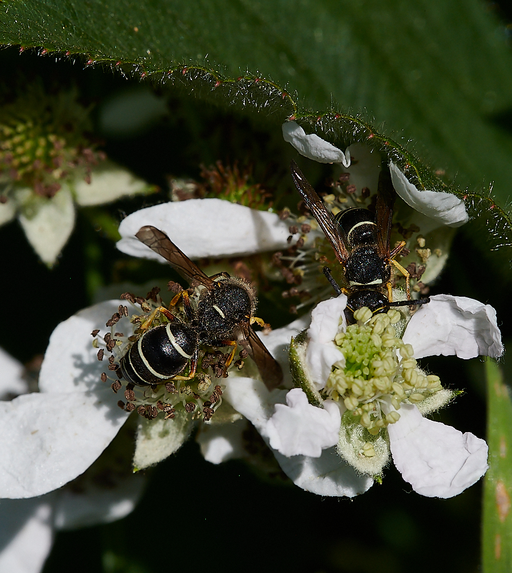 HicklingFenMasonWasp150621-22