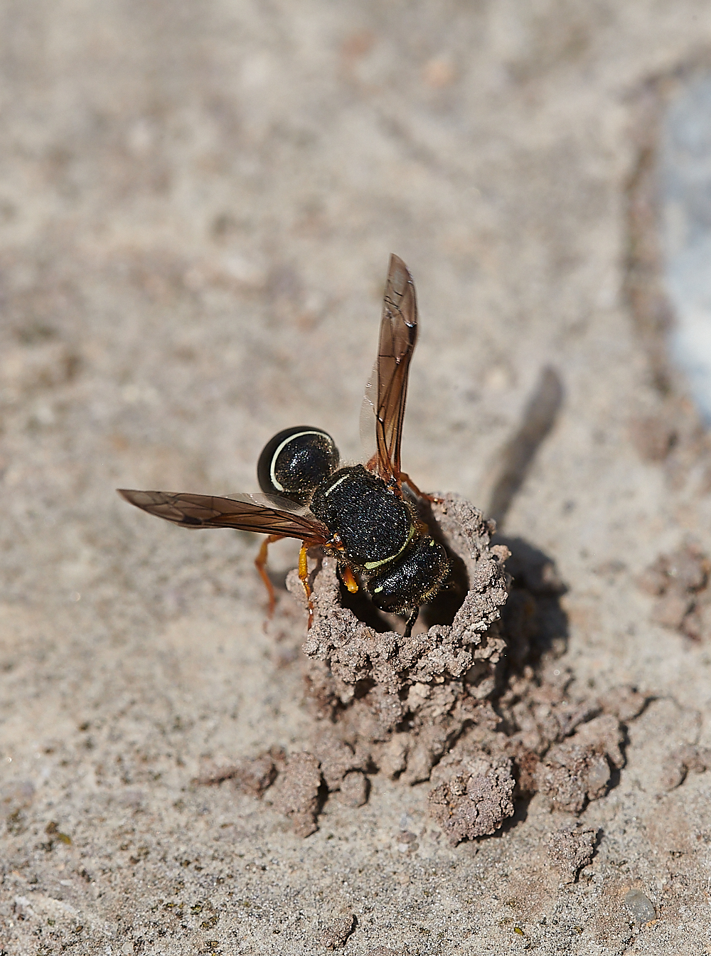 HicklingFenMasonWasp150621-4