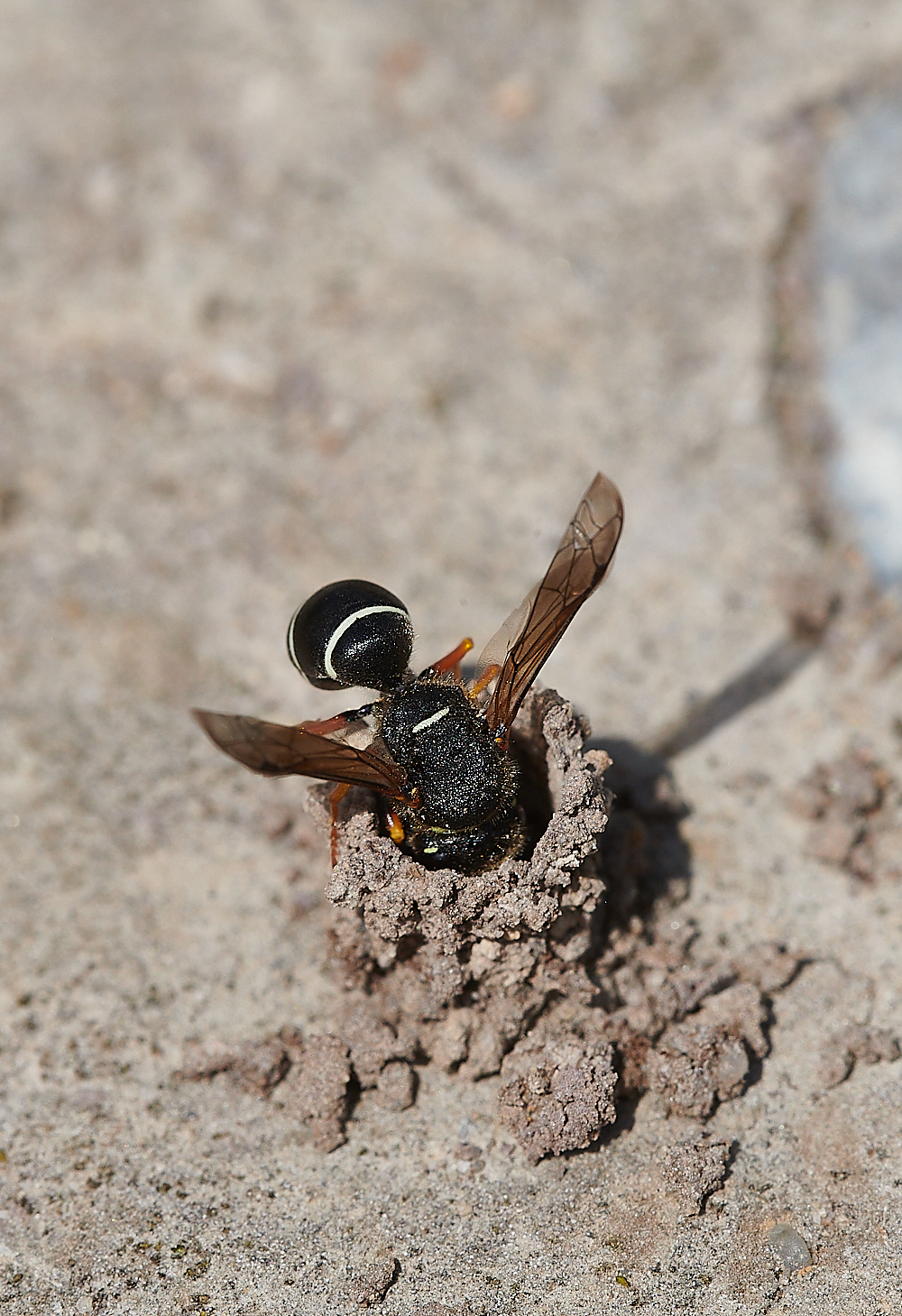 HicklingFenMasonWasp150621-5