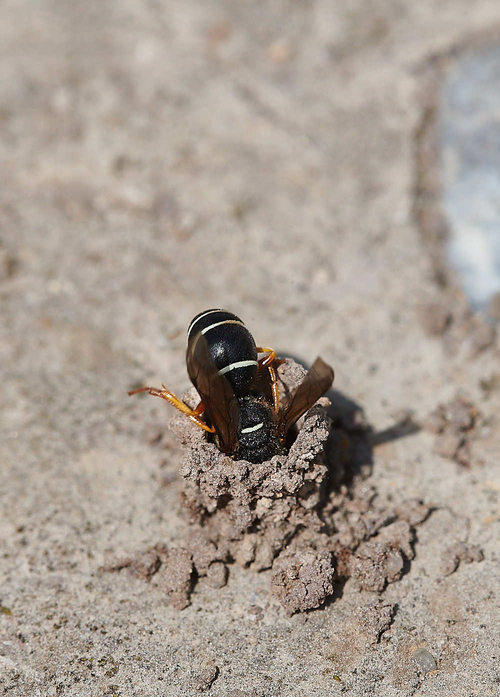 HicklingFenMasonWasp150621-6