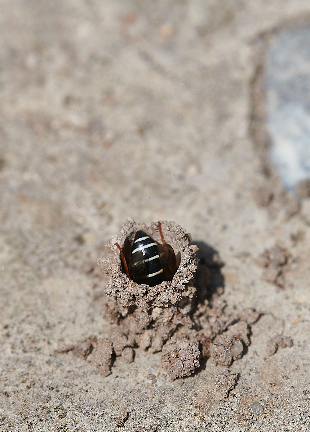 HicklingFenMasonWasp150621-7