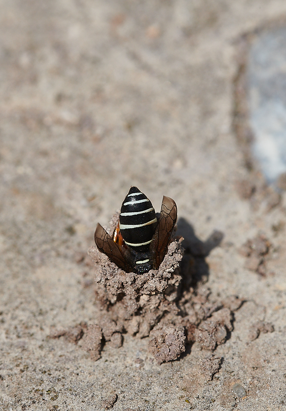 HicklingFenMasonWasp150621-8