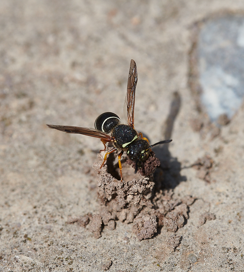 HicklingFenMasonWasp150621-9