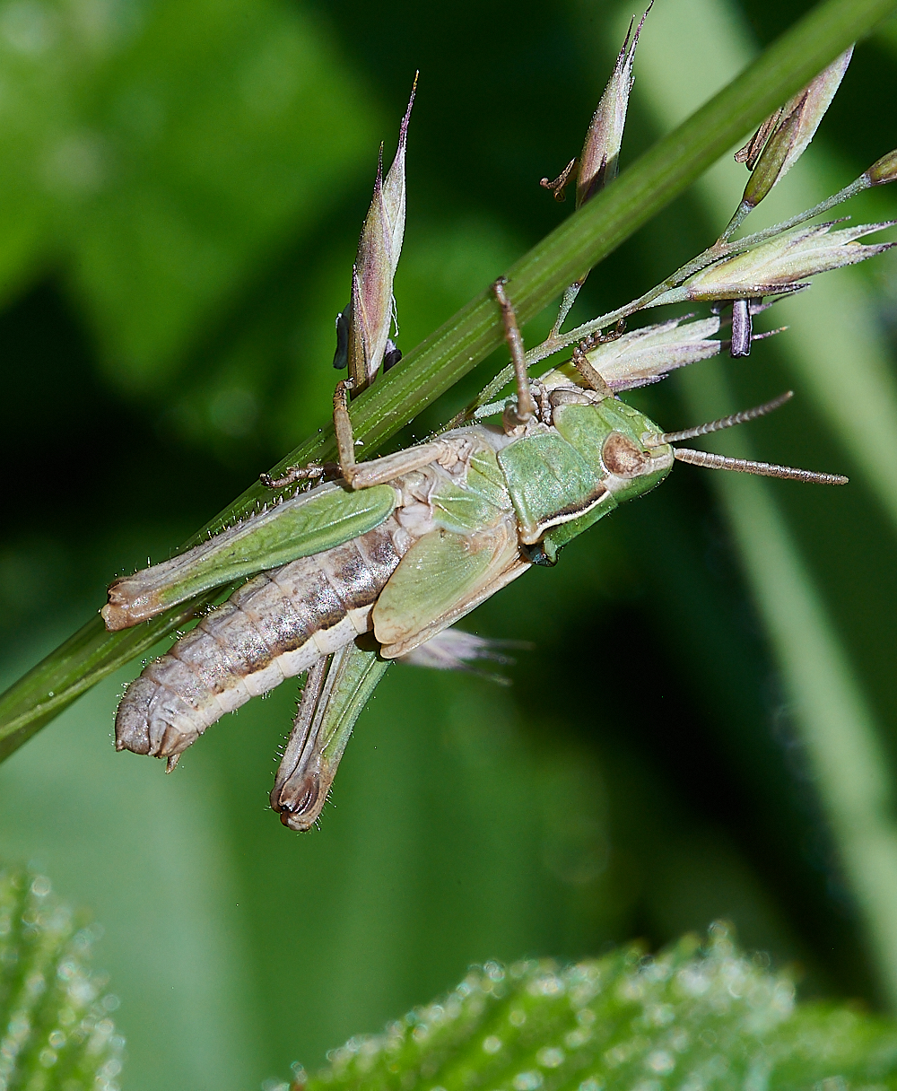 HicklingGrassHopper150621-1