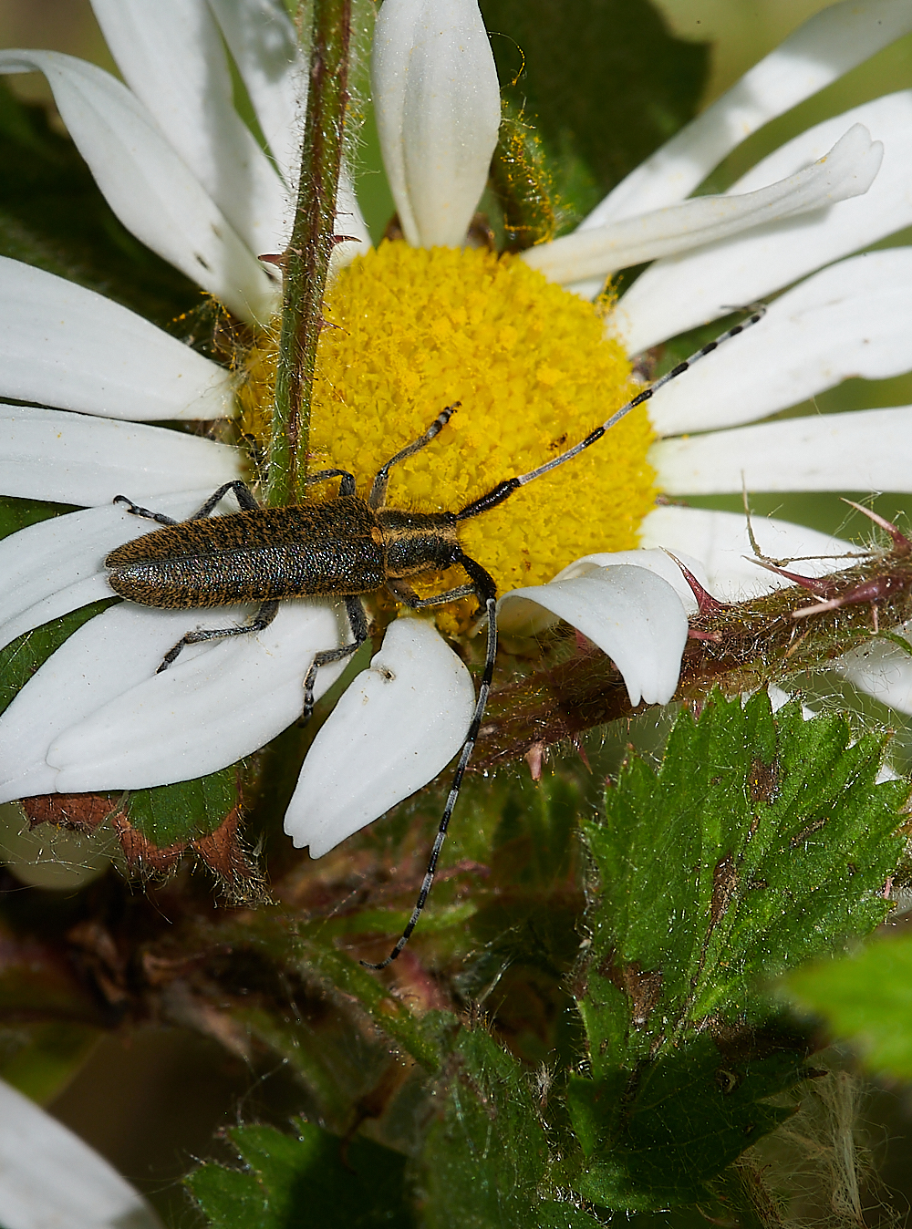 HicklingLonghornBeetle150621-1