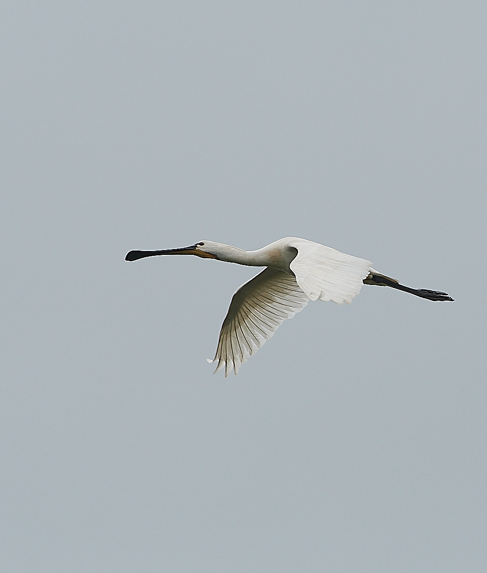 HicklingSpoonbill250621-1